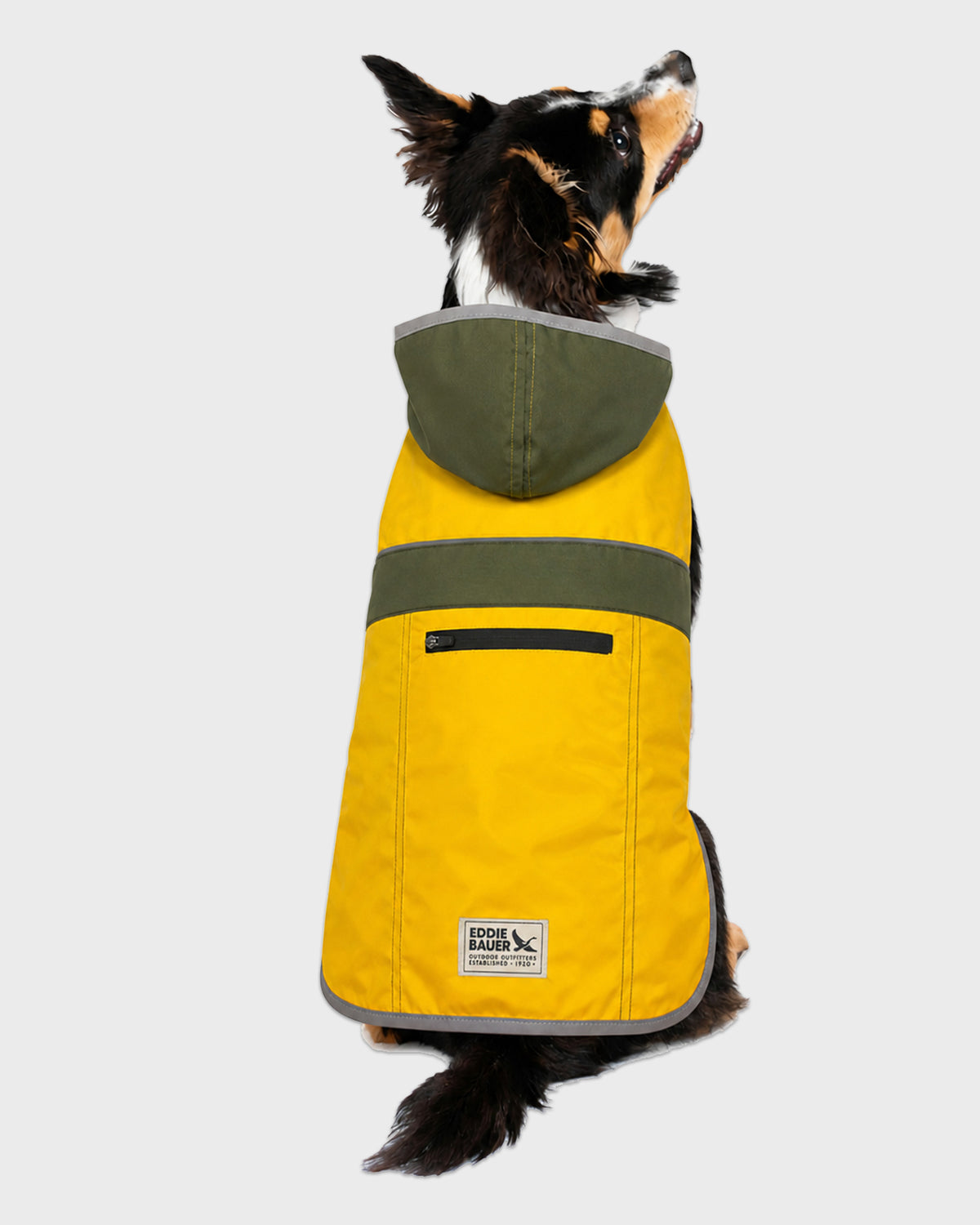 Dog Aldwell Windbreaker Raincoat Gold/Green