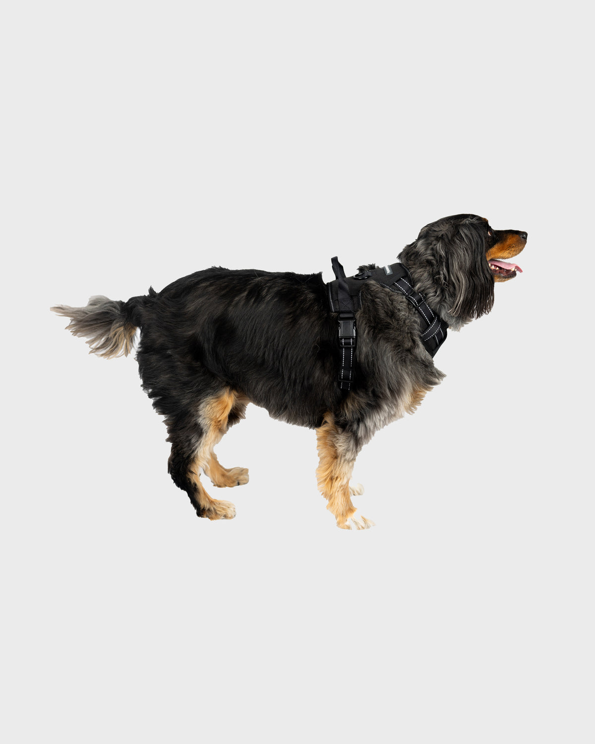 Dog Harness Comfort