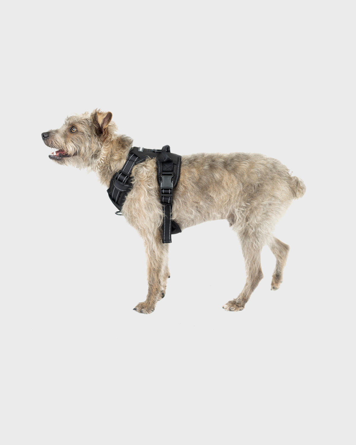 Dog Harness Comfort