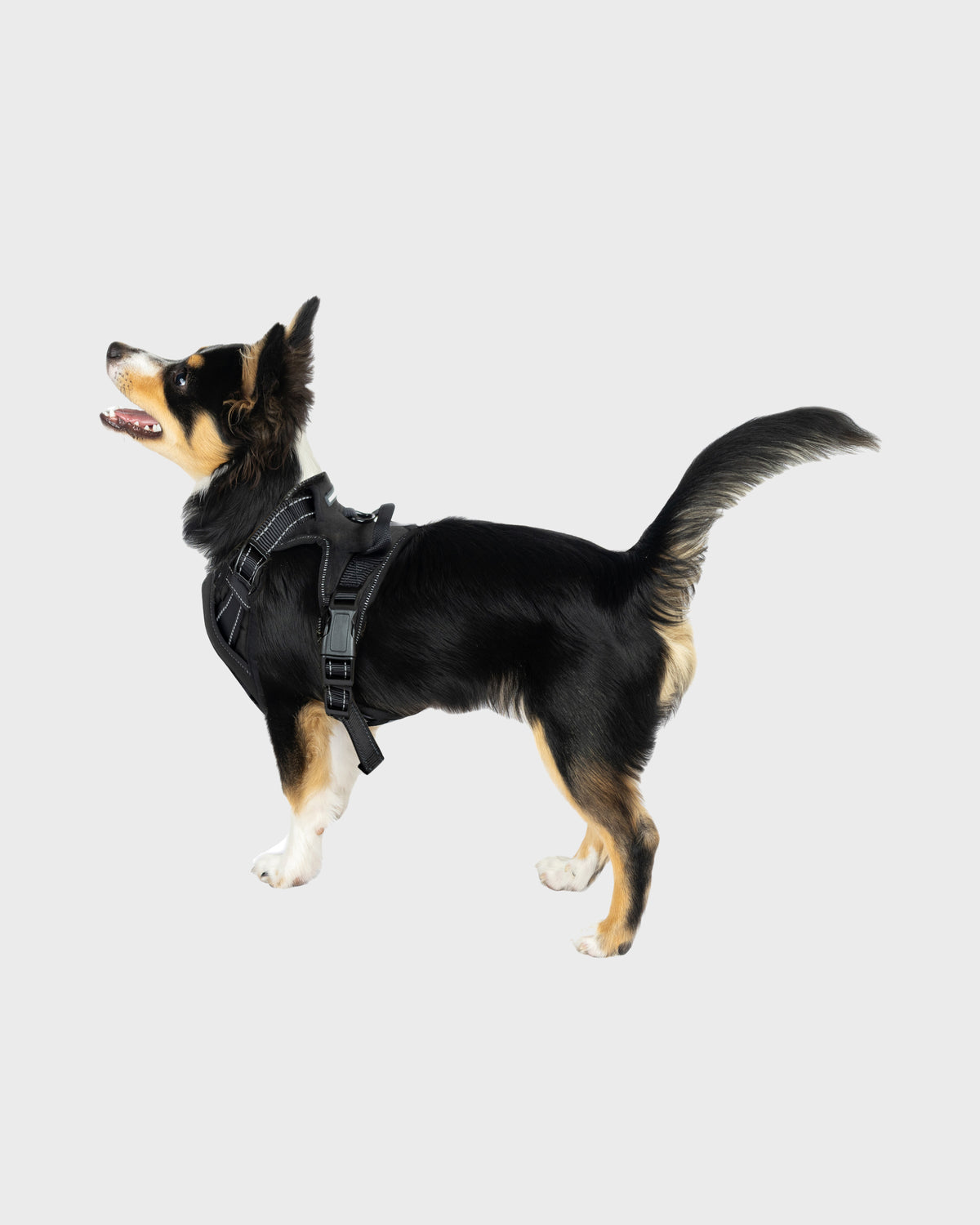 Dog Harness Comfort