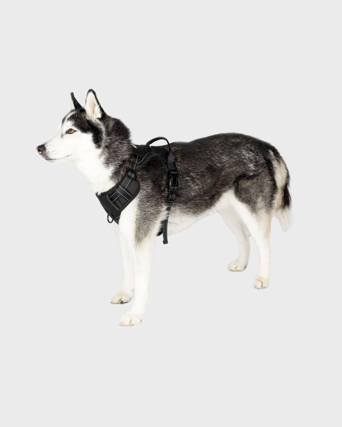 Dog Harness Comfort