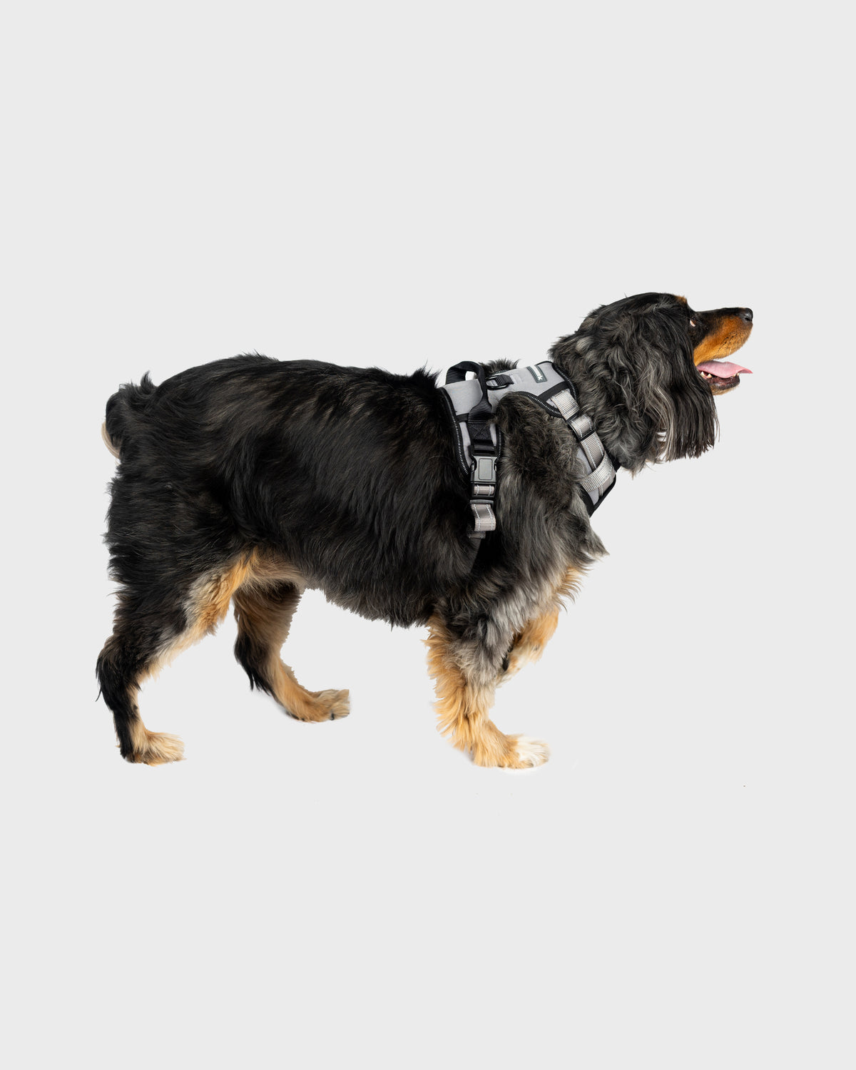 Dog Harness Comfort