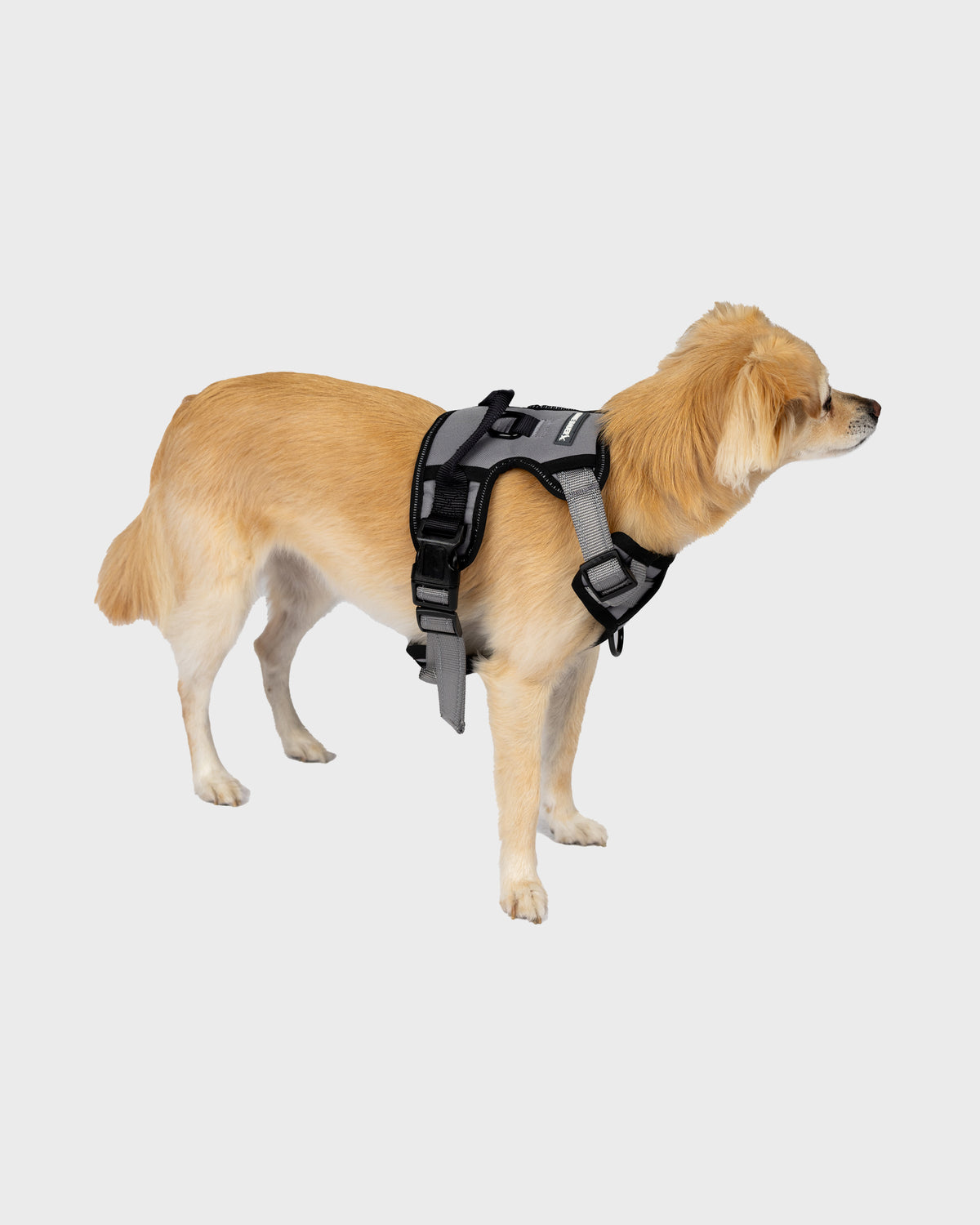 Dog Harness Comfort