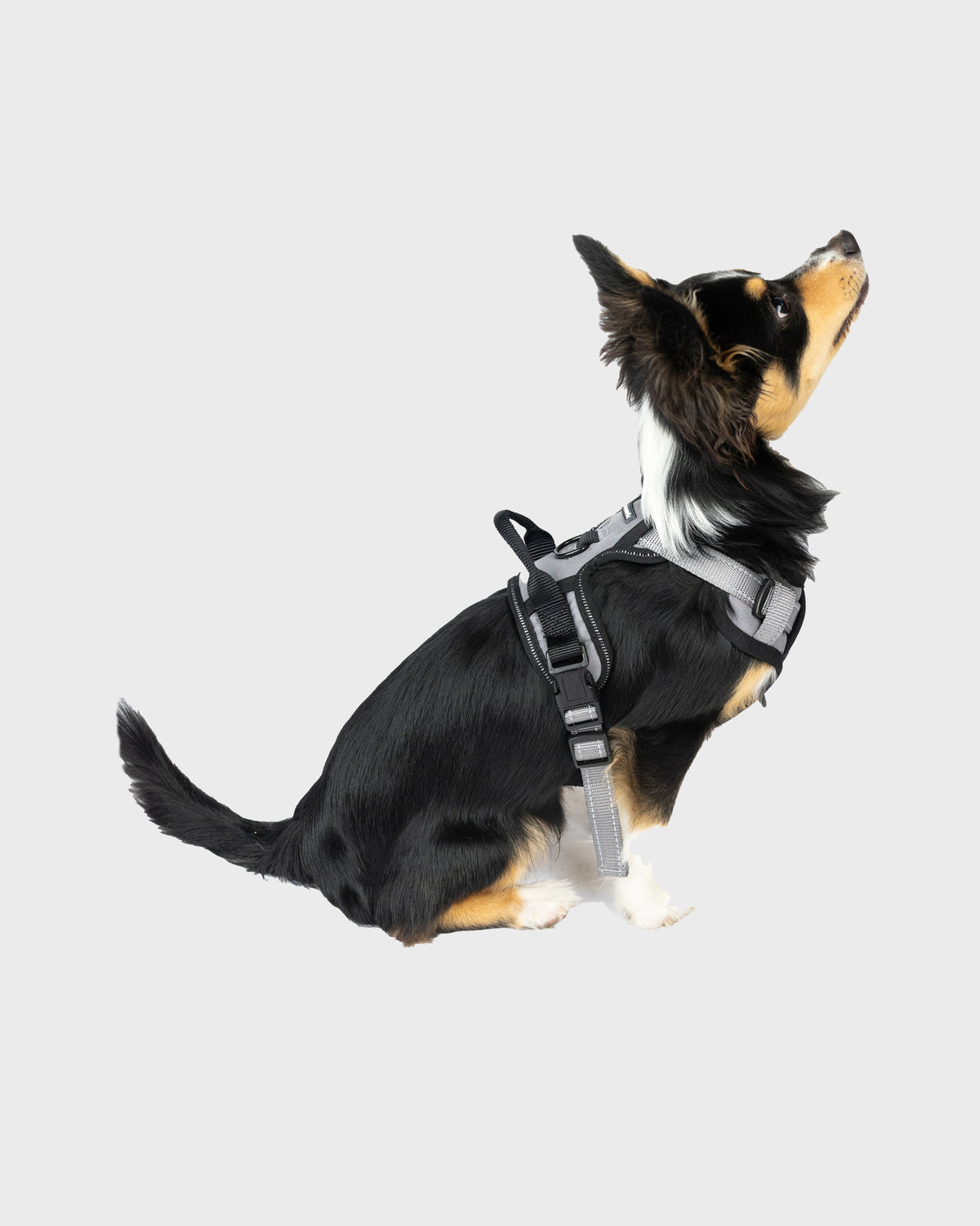 Dog Harness Comfort