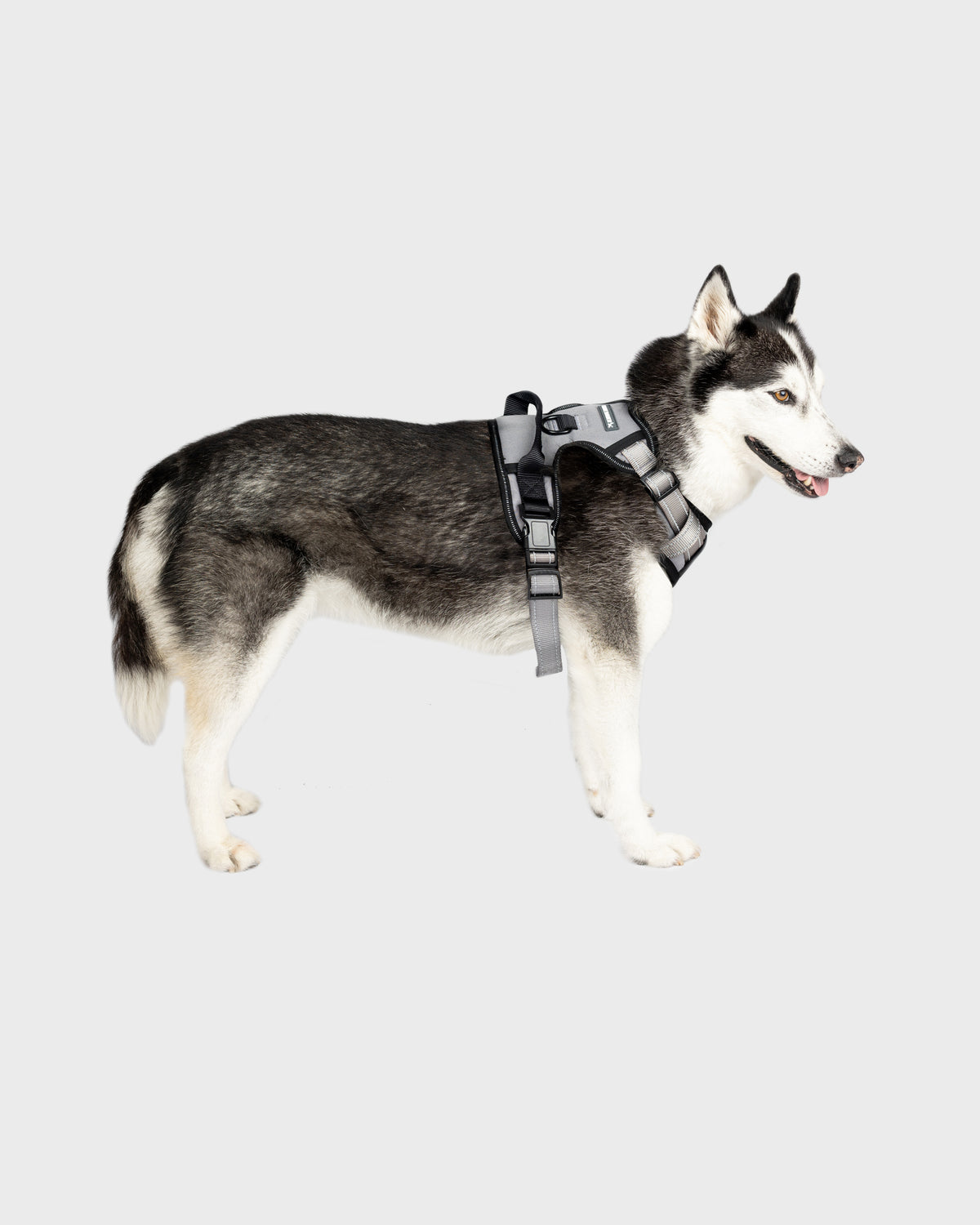 Dog Harness Comfort
