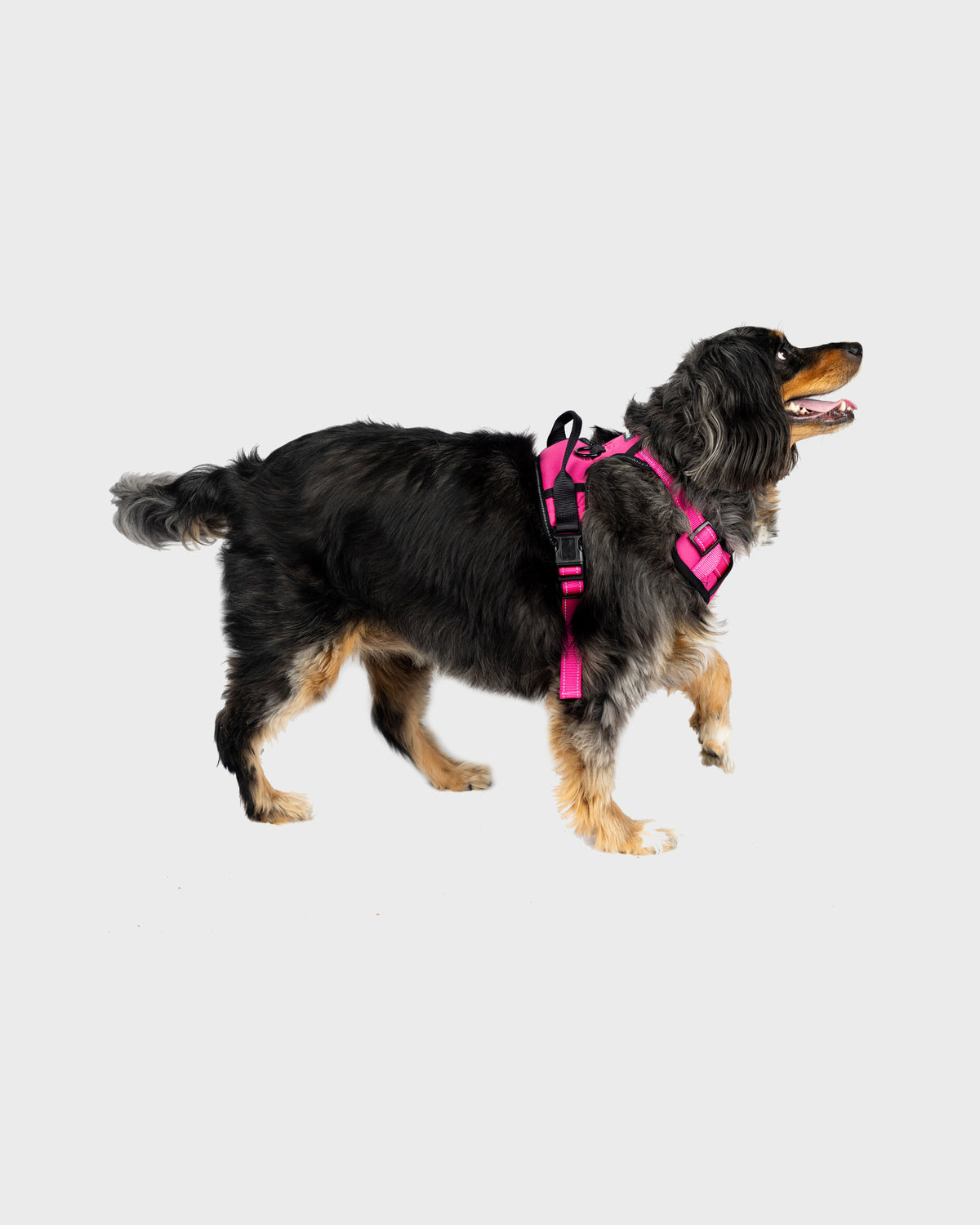 Dog Harness Comfort