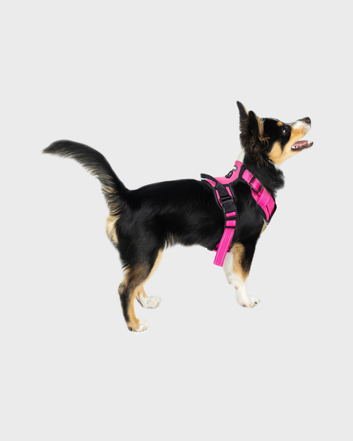 Dog Harness Comfort