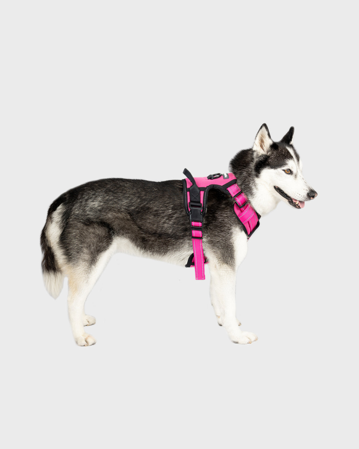 Dog Harness Comfort
