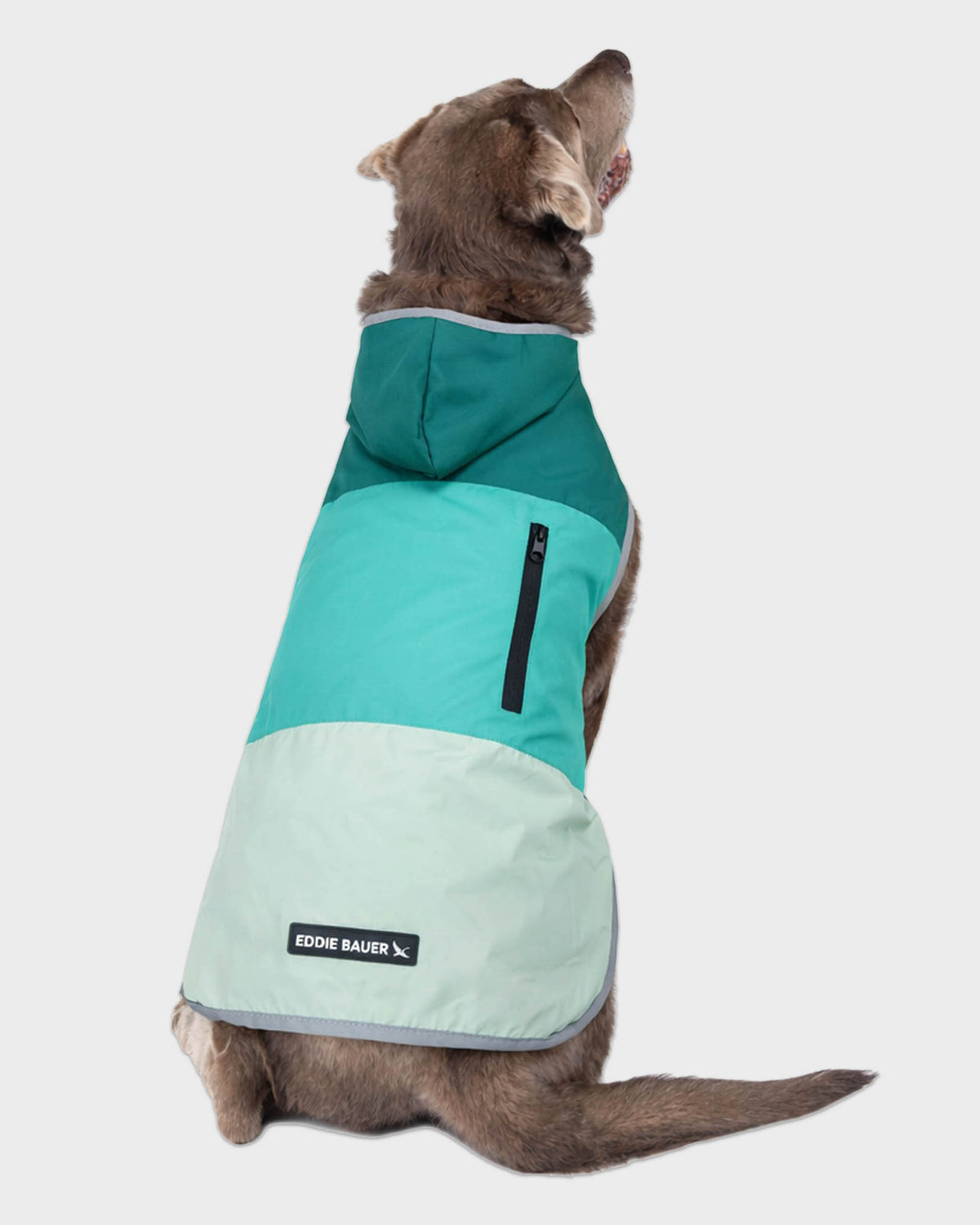 Dog Windbreaker Ravenna