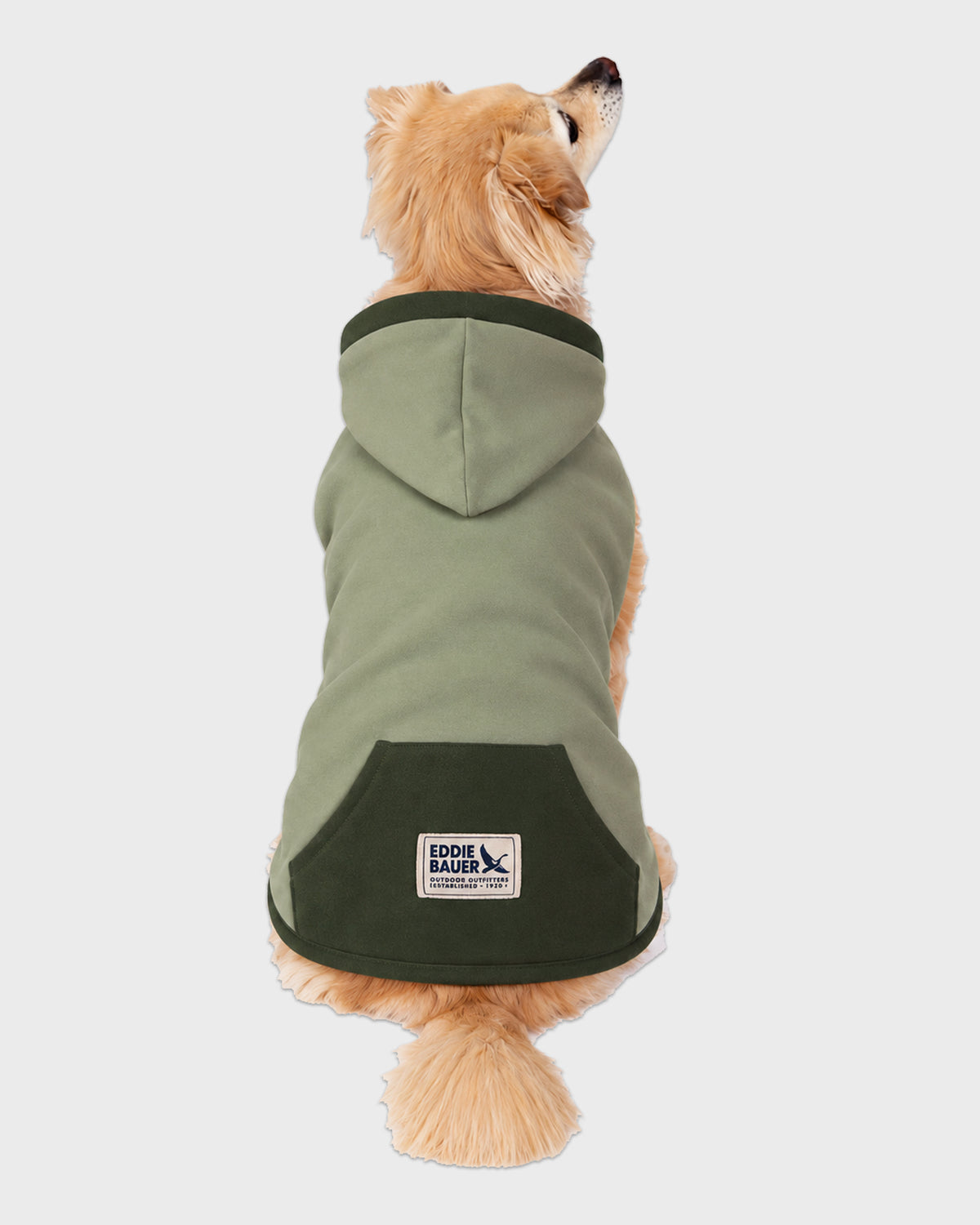 Dog Hoodie Sage with Accent Trim