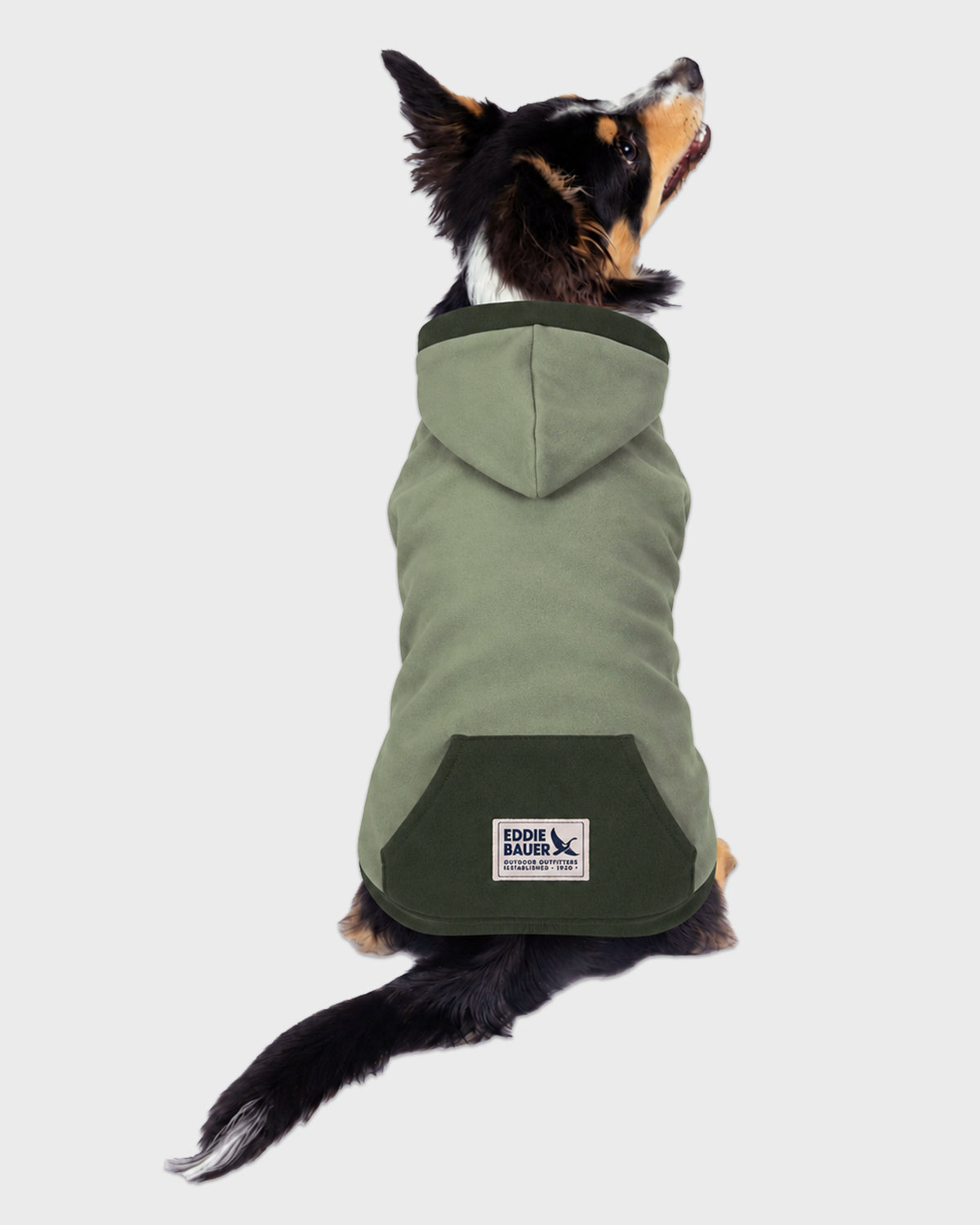 Dog Hoodie Sage with Accent Trim